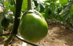 土壤養(yǎng)分診斷為農作物種植提供科學指導